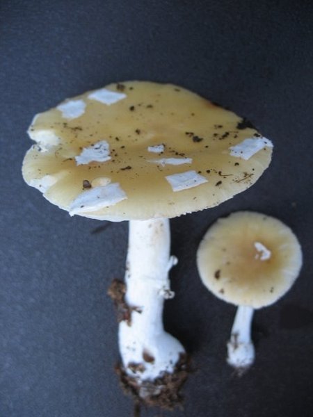 Amanita jonquillea